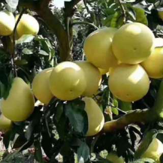 2020年“粵字號”農(nóng)業(yè)品牌評價項目申報的公告